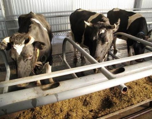 Эстонские животноводы провели семинар в Минске