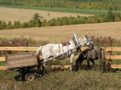 Беларусь заинтересована в привлечении иностранных мигрантов для работы и проживания на селе