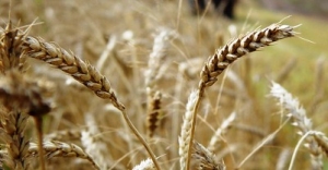 Объем сельхозпроизводства снизился на 4,1%