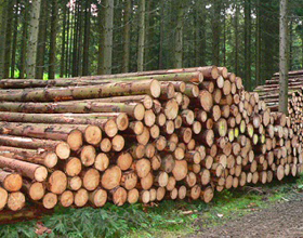 Белоруссия и Россия активизируют сотрудничество в лесной отрасли