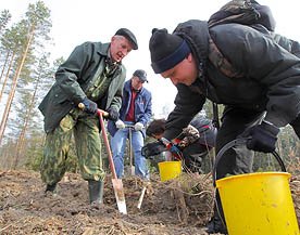 Лесовосстановление в Минской области планируется провести на 4,4 тыс.га