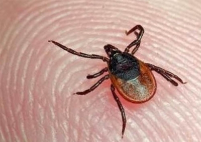 Сезон активности клещей начался в Беларуси раньше обычного