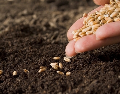 Сельхозорганизации Беларуси в январе-феврале сократили чистую прибыль в 3,3 раза