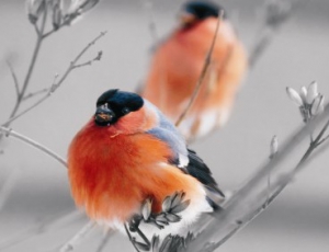 Северные снегири прилетели в Беларусь, скоро долетят и полярные совы