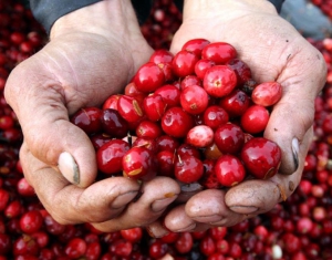 Какие белорусские холдинги могут стать мировыми лидерами