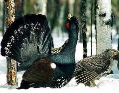 В Беларуси растут доходы от иностранного охотничьего туризма