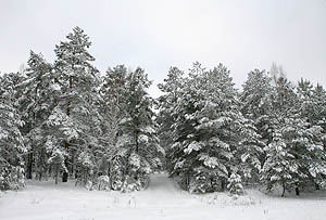 Минлесхоз Беларуси вынес на общественное обсуждение проект новой редакции Лесного кодекса