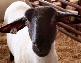 Беларусь временно ограничила поставки скота из Македонии