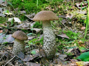 Грибное царство небезопасно