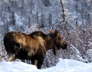 Охотхозяйства Беларуси будут подкармливать диких животных зимой