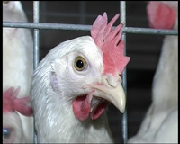 На племптицезаводе в Минском районе произошел пожар