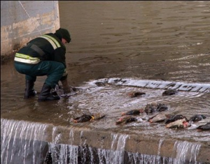 Витебские утки насмерть объелись чипсами 