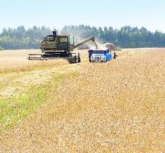В Гомельской области начинается уборка зерновых культур