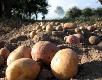 В Минской области завершена уборка картофеля 