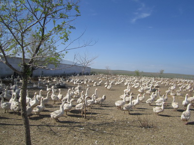 В Беларуси на диких гусей разрешили охоту 