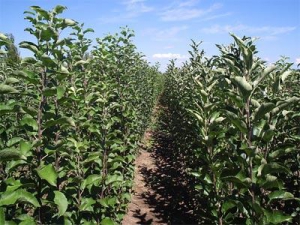 Гродненская и Брестская области лидируют в выращивании саженцев