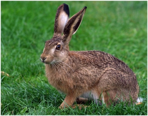 Сезон охоты на зайца-беляка и зайца-русака откроется 6 октября