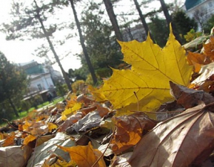 В выходные в Беларуси ожидается плюс 6°С и без существенных осадков