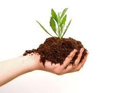 Госинспекторы установили нарушения законодательства по защите растений