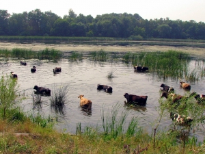 Август будет теплым и жарким