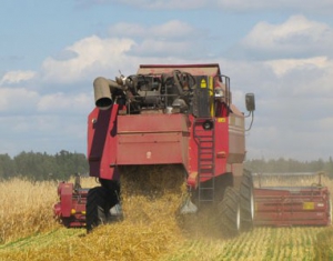 В Беларуси зерновые убраны более чем на 80% посевных площадей