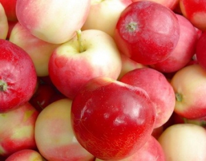  Белкоопсоюзу и "Белгоспищепрому" поручено качественно провести заготовку яблок