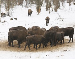 Правила ведения охотничьего хозяйства и охоты в Беларуси станут строже