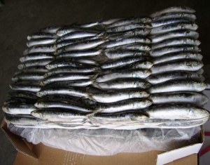 Партия нелегальной мороженой рыбы и консервов изъята в Могилеве