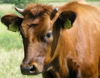 Владельцев крупного рогатого скота, лошадей, овец, коз и свиней обяжут снабжать животных чипами, бирками и татуировкой