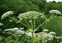 Борщевику благоприятствует погода