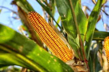 В Брестской области намолочено 228 тысяч тонн кукурузы на зерно