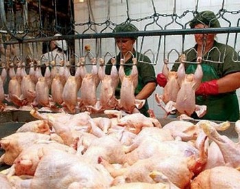 Россельхознадзор обнаружил сальмонеллы в мясе птицы из Беларуси 