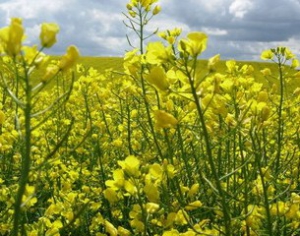 Все районы Витебской области включились в сев озимого рапса
