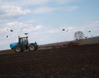 В Беларуси посеяна почти четверть яровых