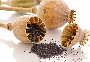 Нелегальная торговля маком в Беларуси может стать уголовно наказуемой