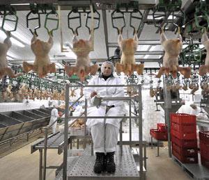 Индонезия заинтересована в создании СП по производству мяса птицы