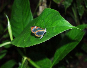 Международная конференция "Зоологические чтения-2013" пройдет в Гродно