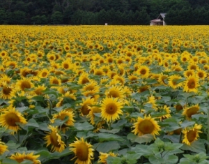 Гомельщина убирает первый урожай подсолнечника выращенный на промышленной основе 