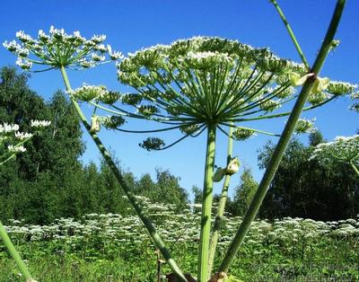 В Минске борщевик уничтожен на площади почти 90 га