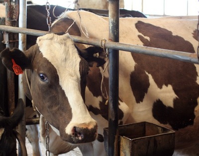 В Беларуси за 5 месяцев произведено 2,706 млн тонн молока