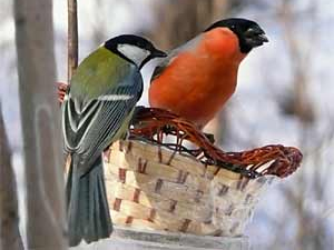 Птицу 2015 года выбирают в Беларуси