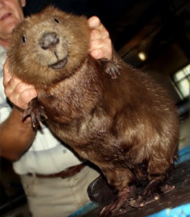 Для бобрового мяса разработают ТУ