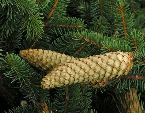 Около 30% леса в Швеции выращено из белорусских семян