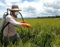 ГМ-культуры должны уменьшать объемы использования пестицидов