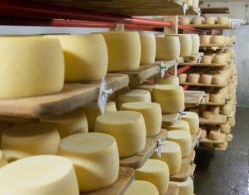 Для россиян в белорусском сыре много консерванта натрия