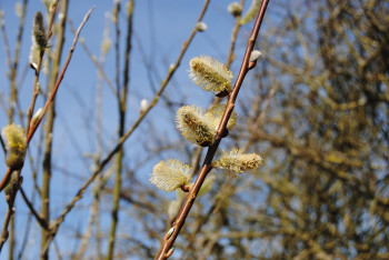 Прогноз погоды по Беларуси на 22-24 марта.