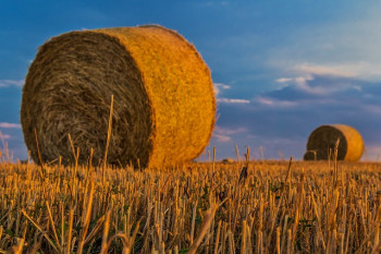 Рекордный урожай зерна – около 11 млн тонн –  ожидается в Беларуси