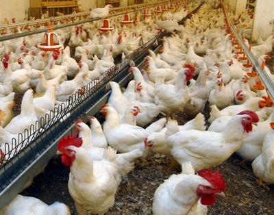 Беларусь запретила ввоз птицы из Канады