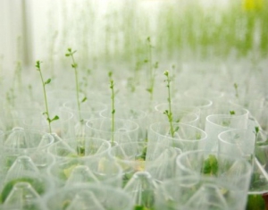 Ученые Беларуси и России планируют построить фитотрон