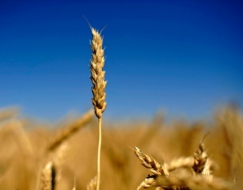 В понедельник котировки пшеницы в США умеренно повысились, а в Европе разошлись